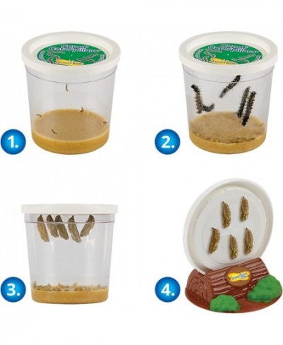 Live Cup of Caterpillars with Dual Lens Magnifier $32.64 - Habitat Science Kits