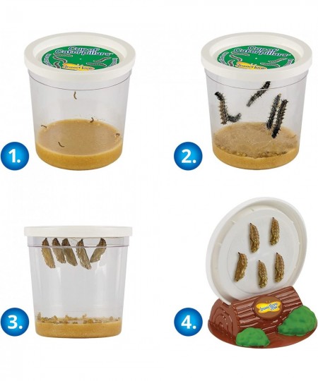 Live Cup of Caterpillars with Dual Lens Magnifier $32.64 - Habitat Science Kits