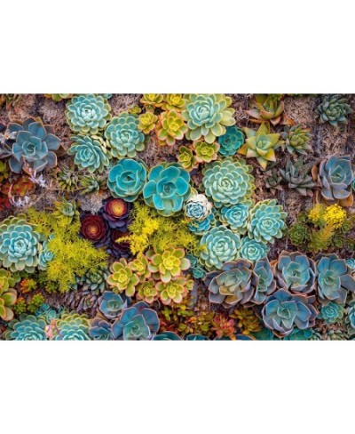 Succulent - 1000 Piece Jigsaw Puzzle - Bright Unique Puzzle of Colorful Succulent Plants - Fun Challenge for Adults Teens and...