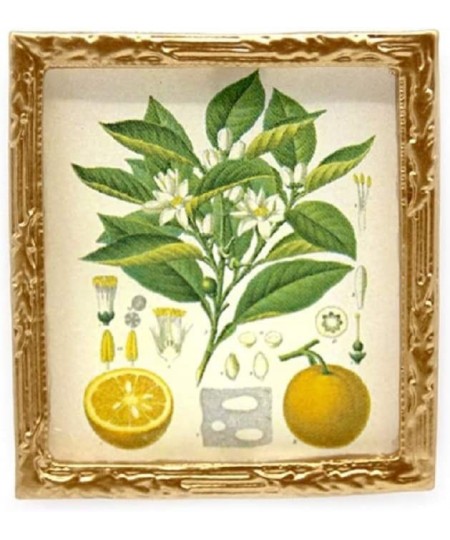 Dolls House Botanical Orange Picture Painting Gold Frame Miniature Accessory $18.26 - Dollhouse Accessories